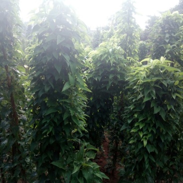 日本白山药4~5厘米特级
