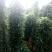 华州山药5~6厘米35~40厘米一级