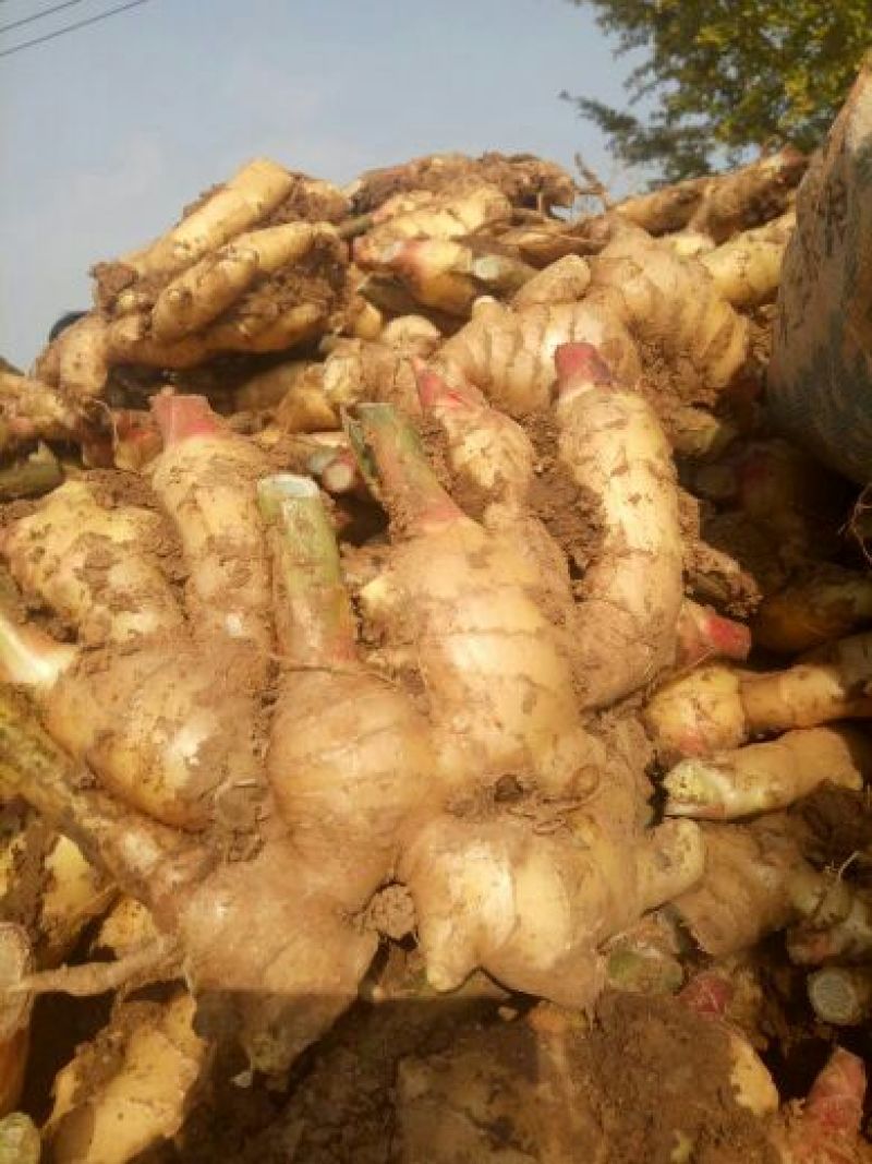 生姜，大黄姜，小姜山东生姜，生姜价格一手货源价优