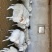 青海牦牛200~300kg