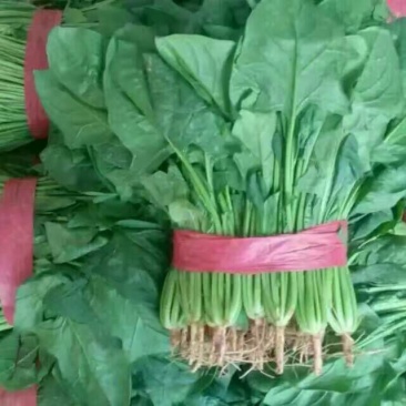 菠菜15~20厘米现货现发新鲜发货常年供应价格优惠批发
