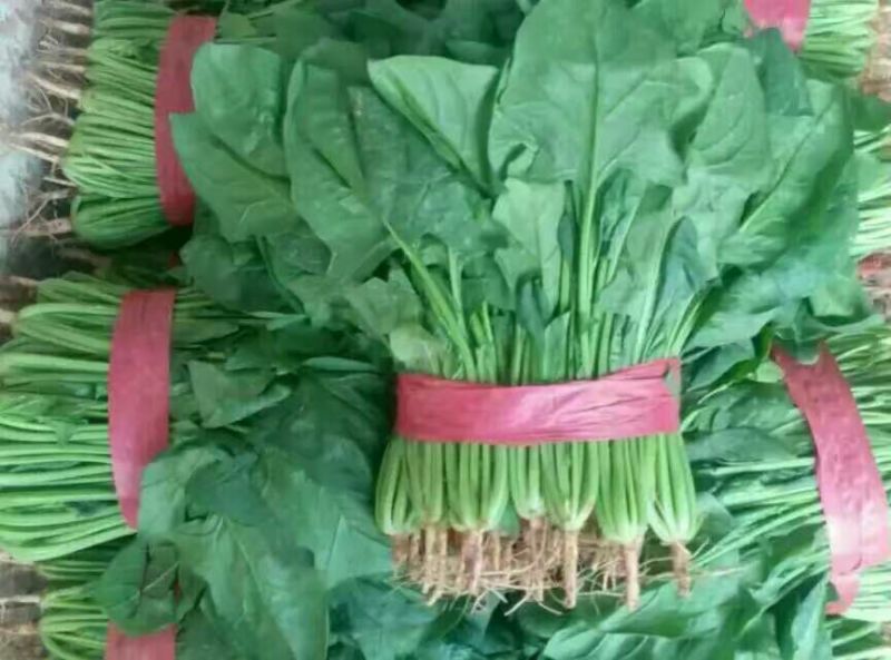菠菜15~20厘米现货现发新鲜发货常年供应价格优惠批发