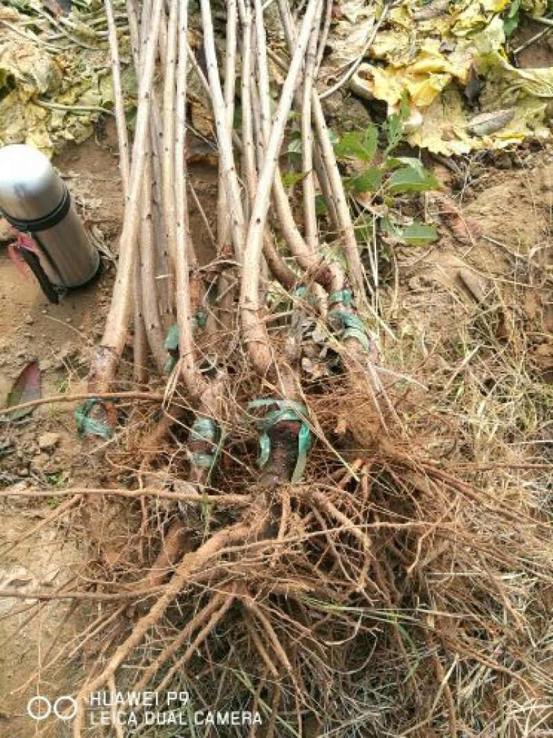 俄8樱桃苗基地**成活率高