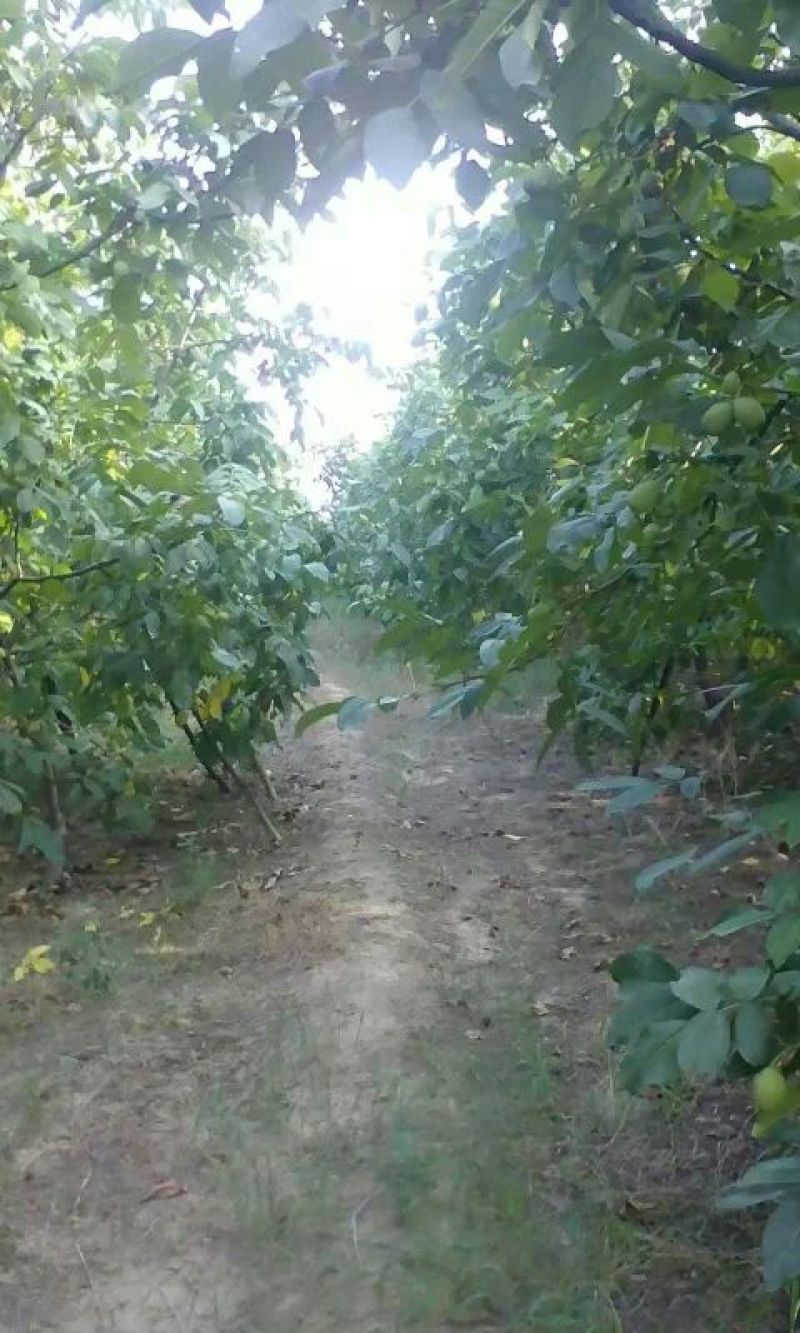 核桃去皮干