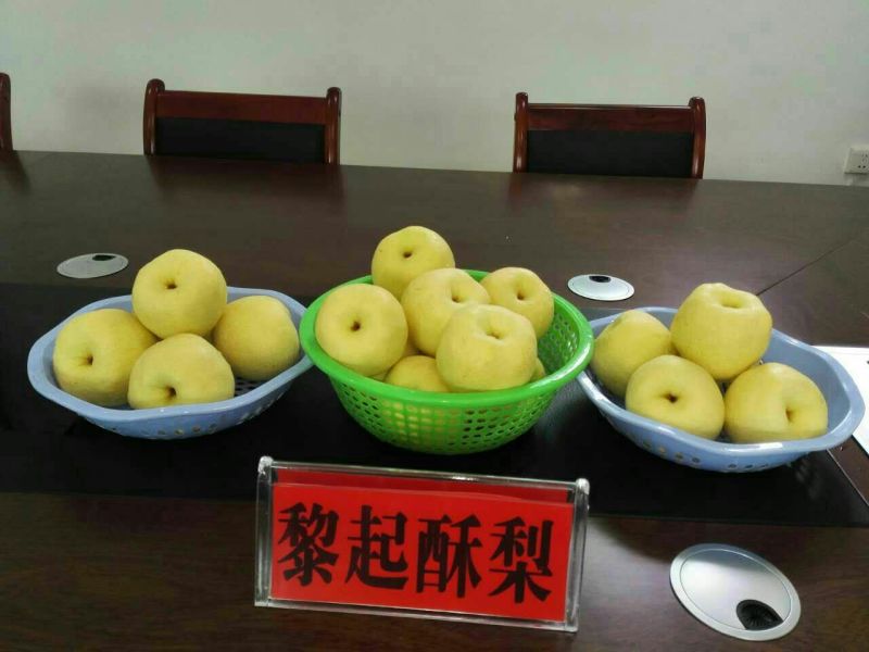 砀山梨450~500g纸袋