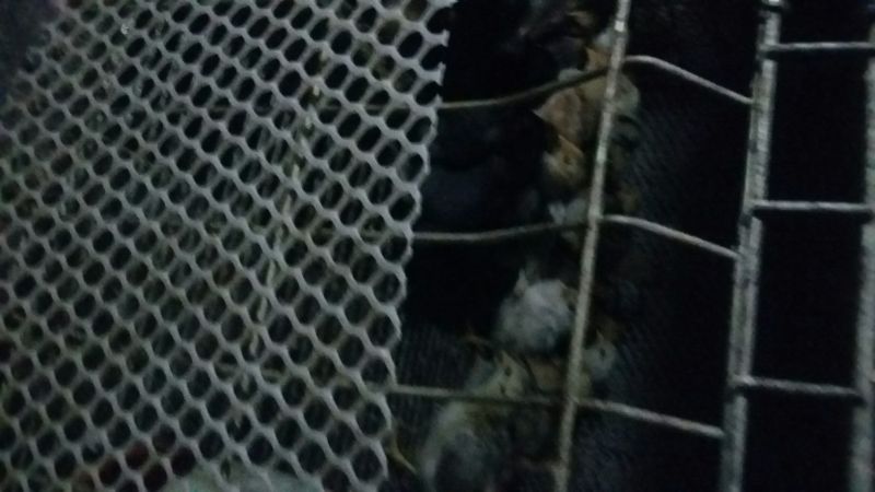 土鸡苗500克以下脱温苗