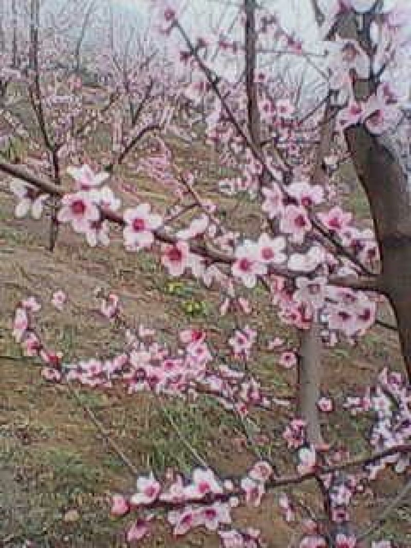 桃树苗
