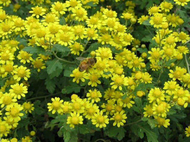 野菊花统货