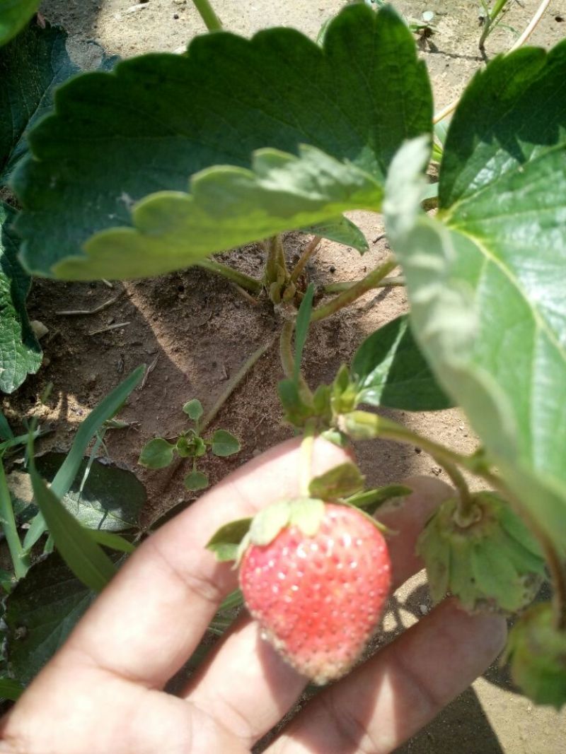 草莓苗10~20cm