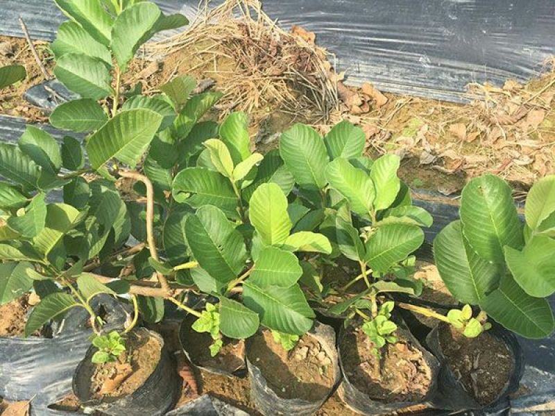 番石榴苗30cm以下