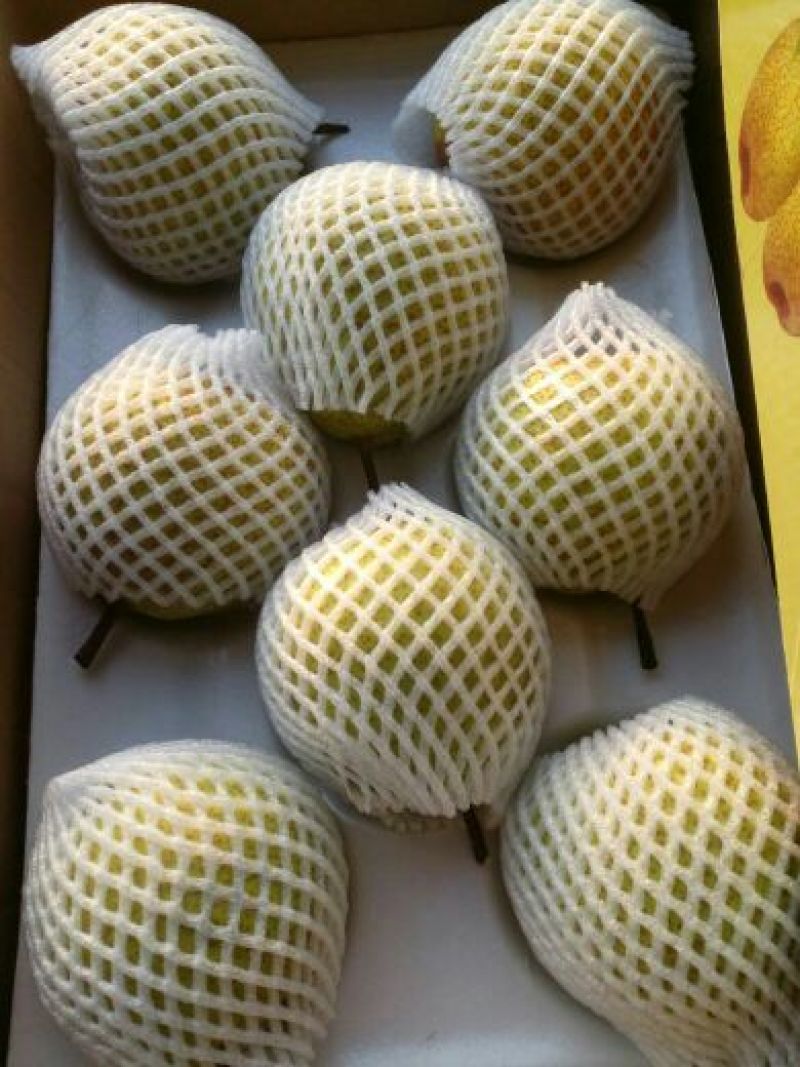 莱阳梨300~350g光果