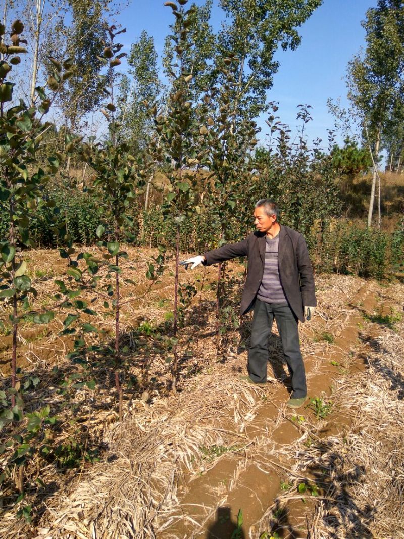 红色之爱苹果苗红肉苹果苗新品种苹果苗育苗基地嫁接苹果苗