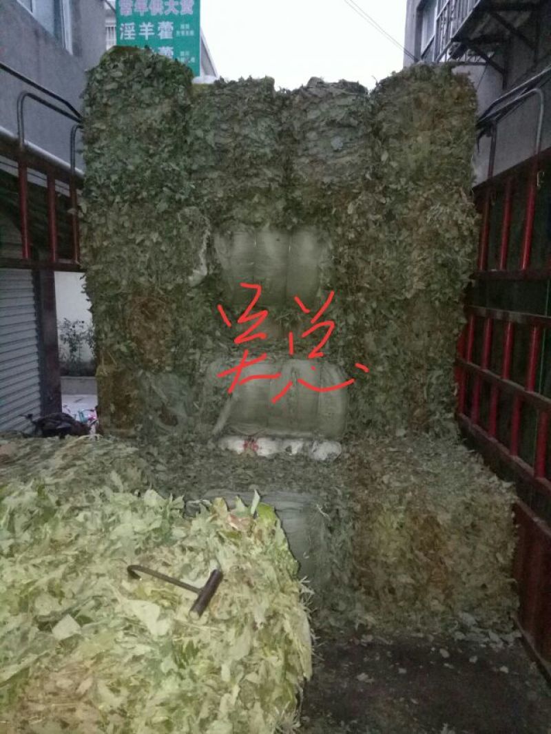 淫羊藿全叶