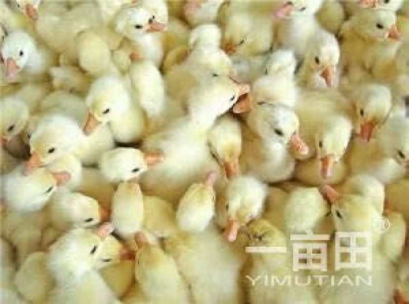 皖西白鹅鹅苗250g以上