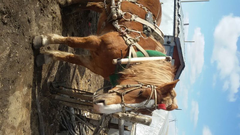 肉马600kg以上