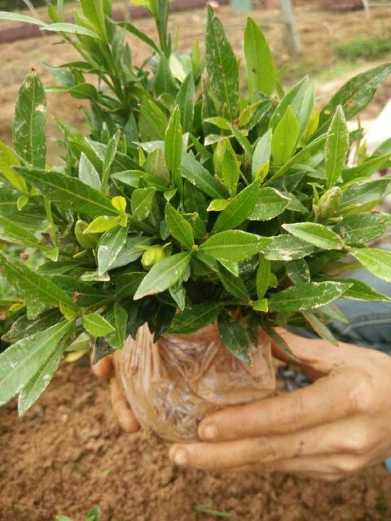 小叶栀子苗10~20cm20~30cm