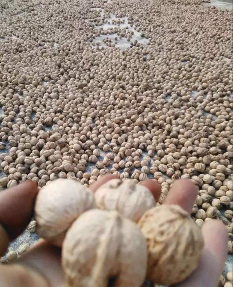 核桃