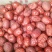 金丝小枣二级干枣