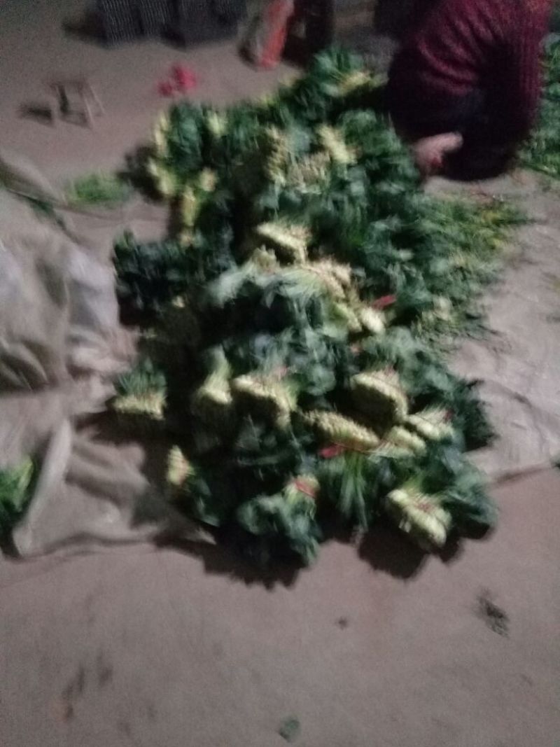 越冬菠菜30~35厘米