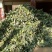 西兰花，抗热品种，耐寒品种，即将上市，