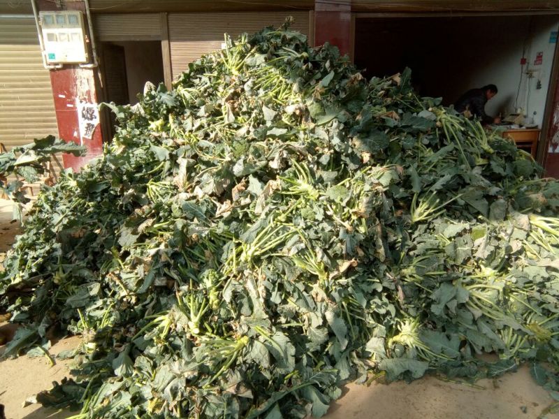 西兰花，抗热品种，耐寒品种，即将上市，