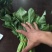 小叶菠菜
