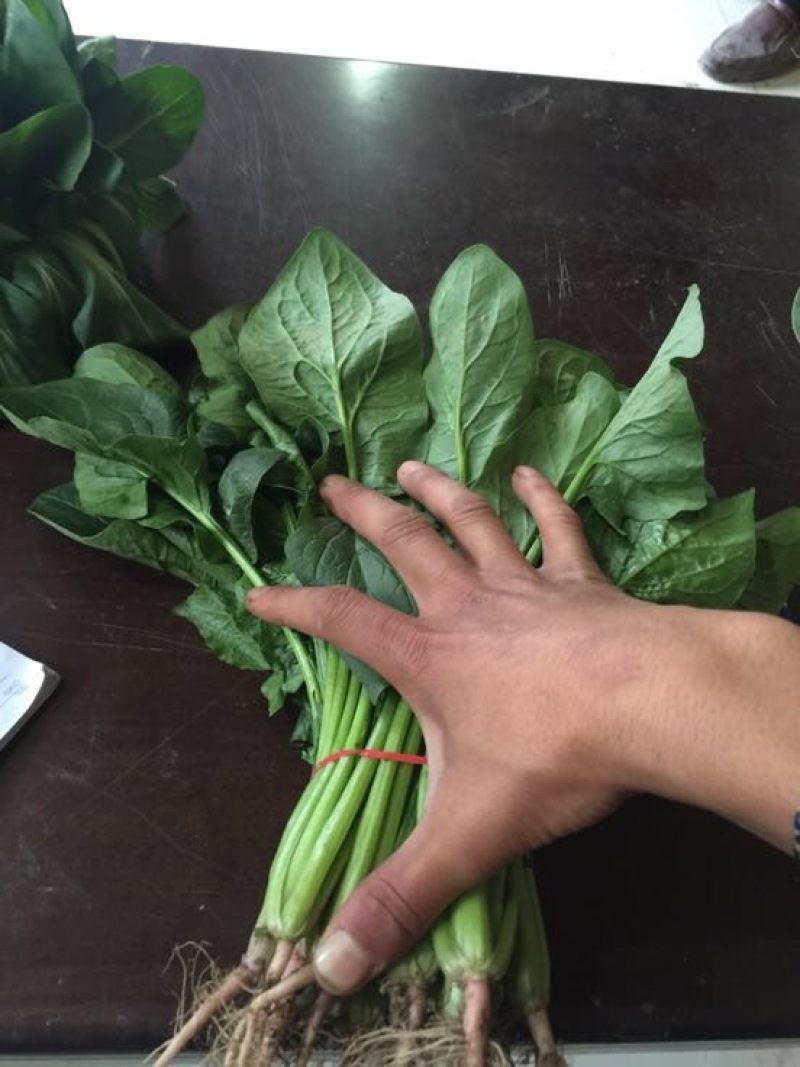 小叶菠菜