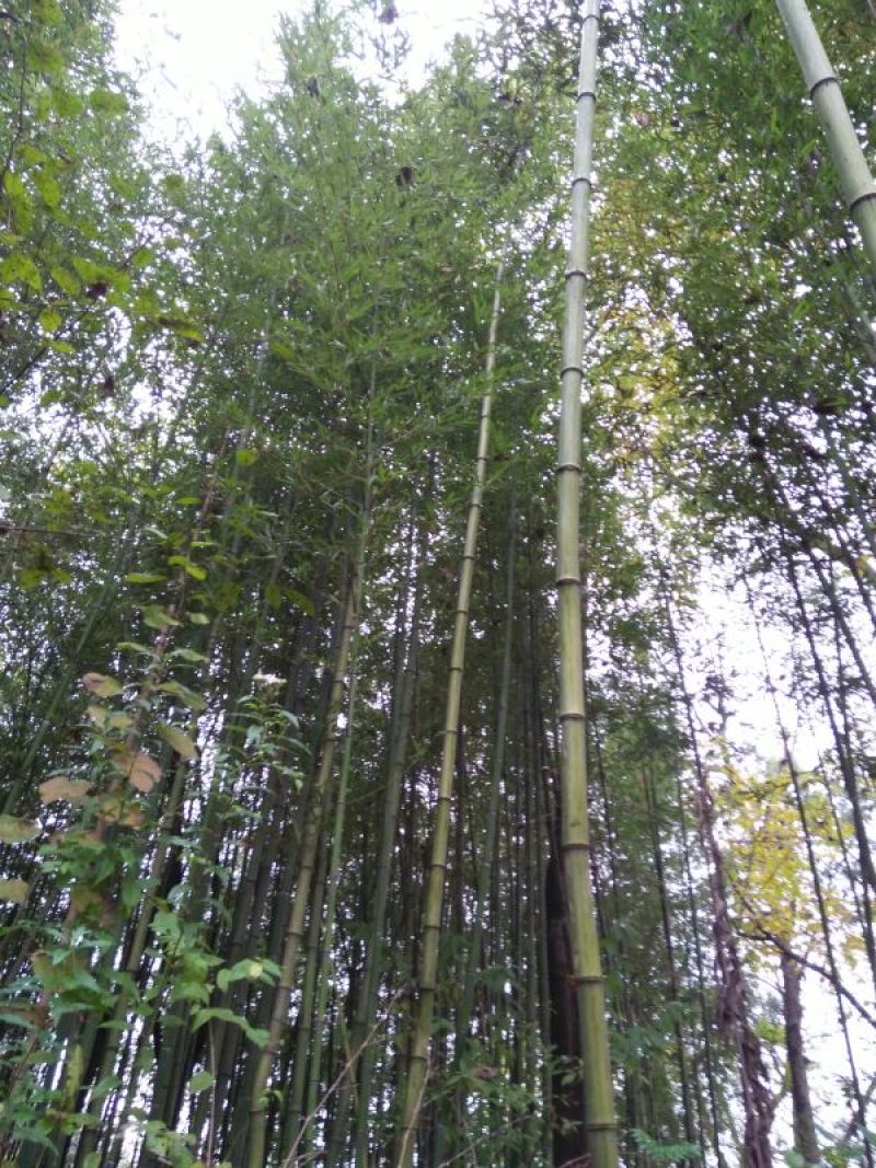 竹子9~10m