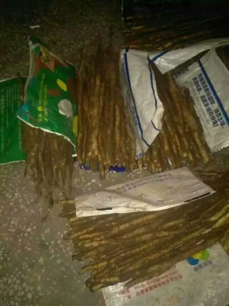 垆土山药2~3厘米特级40~50厘米