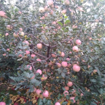 烟富3号纸袋