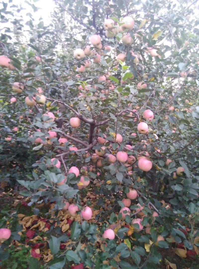 烟富3号纸袋
