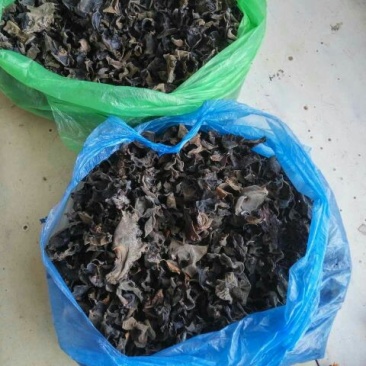 黑木耳二级