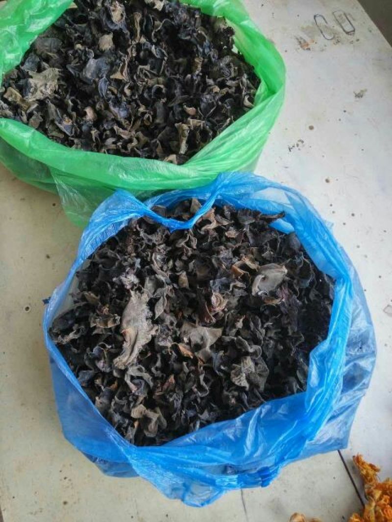 黑木耳二级