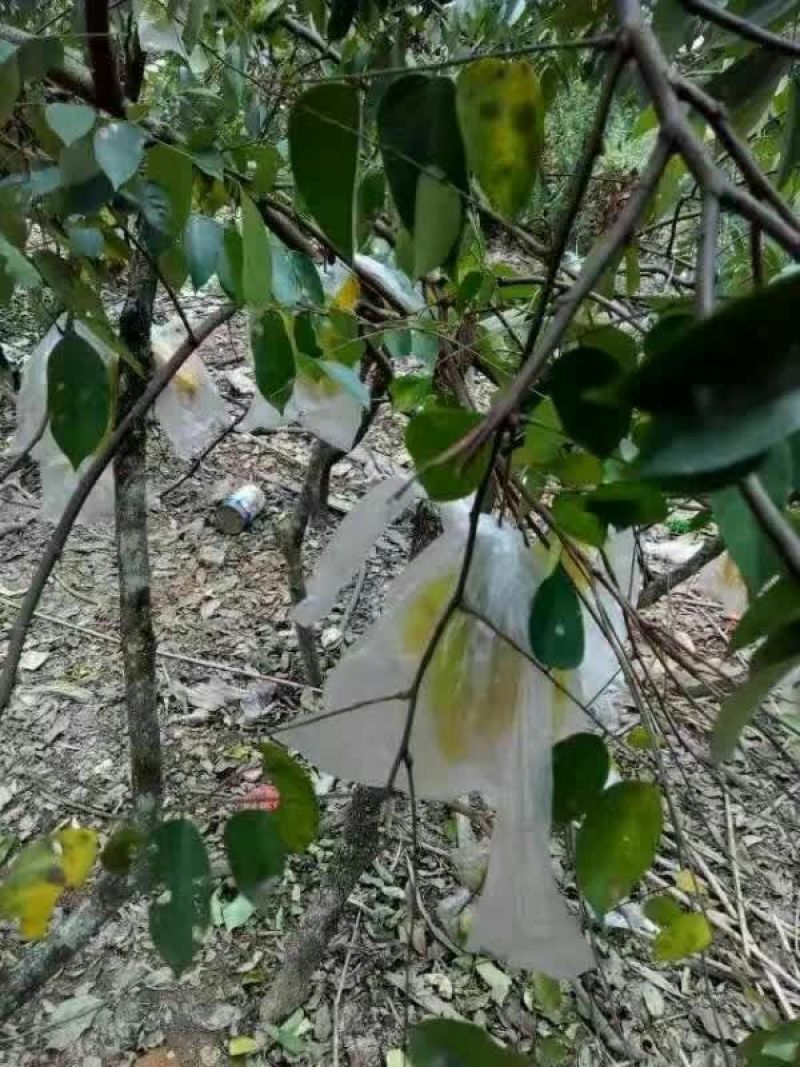 红杨桃4~5两