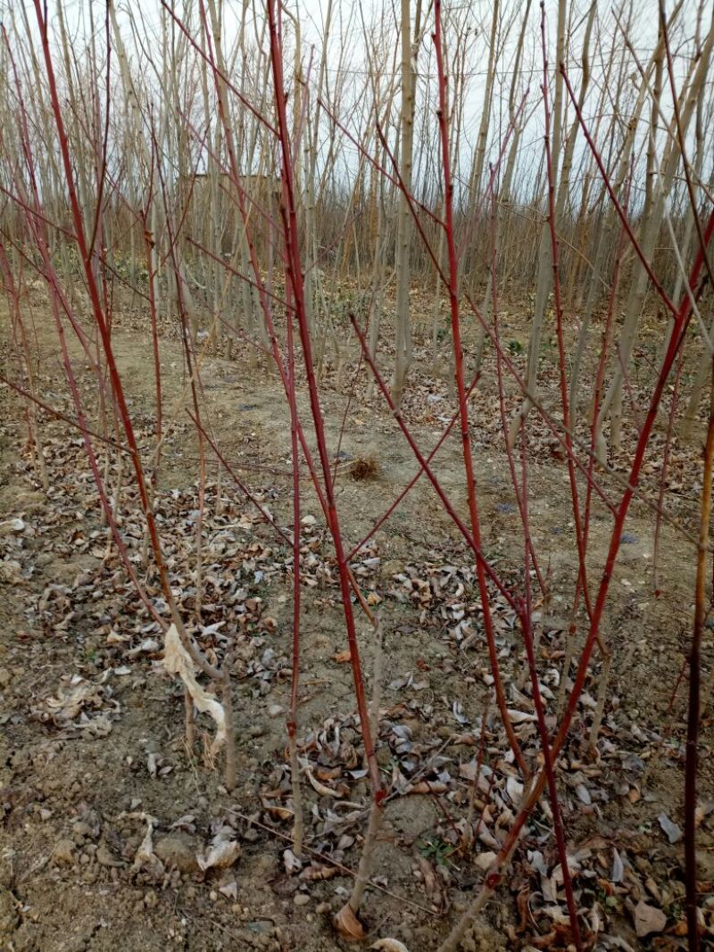 桃树苗沂蒙霜红桃苗单果500棵缝合线明显