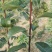 梨树苗0.8~3cm100~150cm