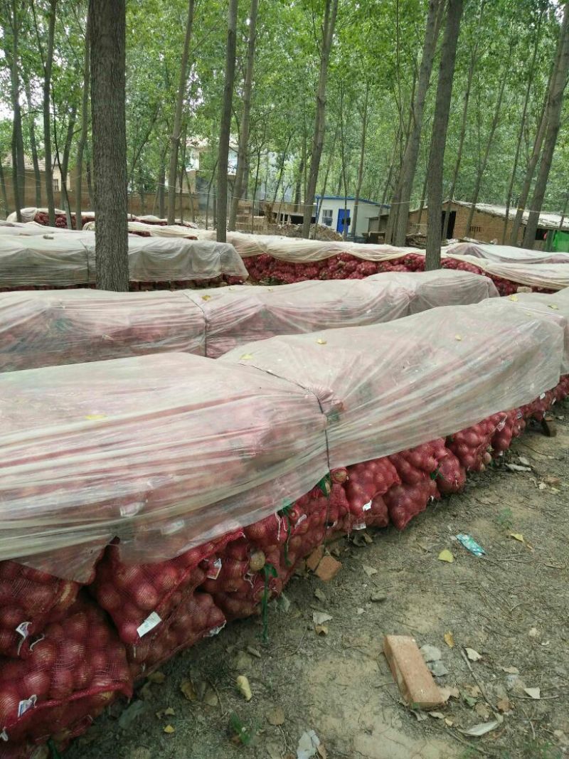 优质洋葱山西产地直销红皮洋葱量大价优