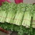 芹菜40cm以上质量好，价格便宜，量大从优。