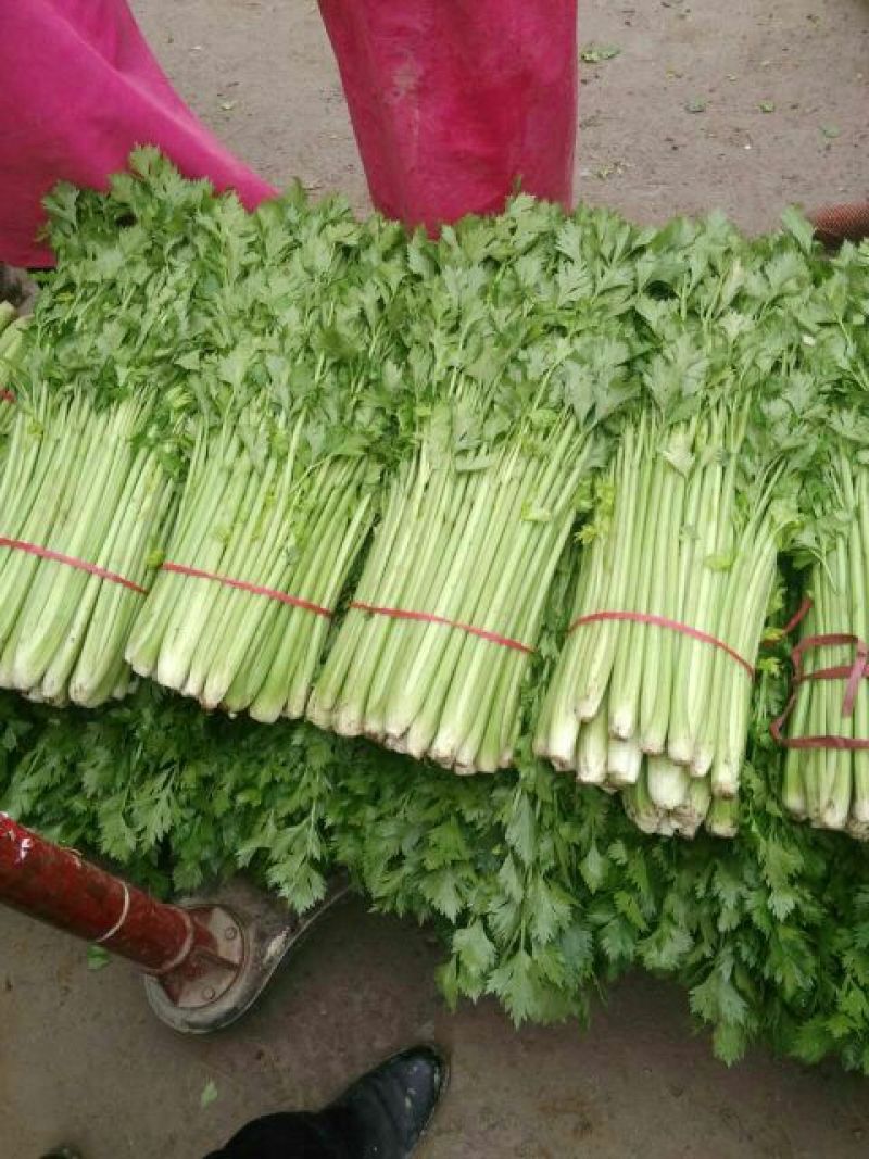 芹菜40cm以上质量好，价格便宜，量大从优。