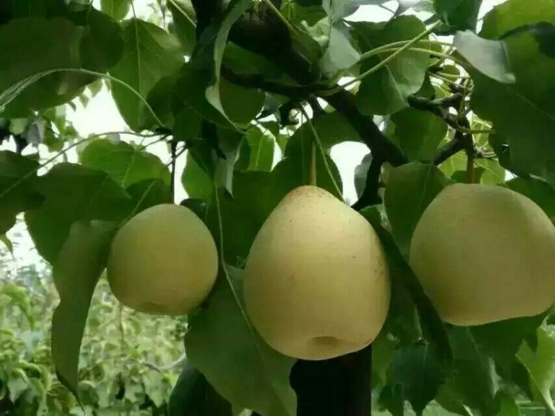 鸭梨200~250g纸袋