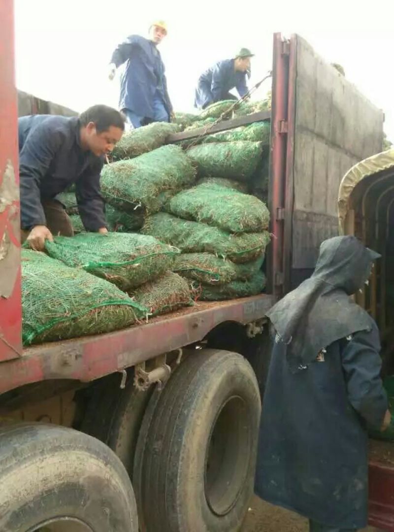 黄花菜种苗高产品种现挖现发