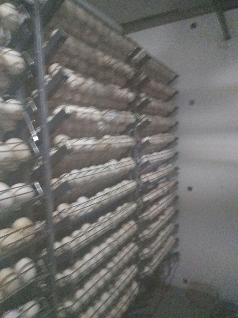 三花鹅苗250g以上