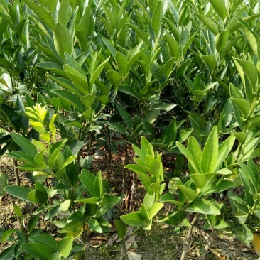 脐橙树苗30~50cm