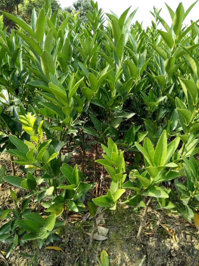 脐橙树苗30~50cm