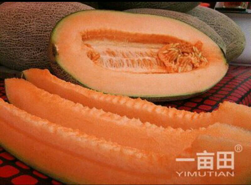 伽师瓜7斤以上椭圆形