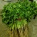 白花菜散装