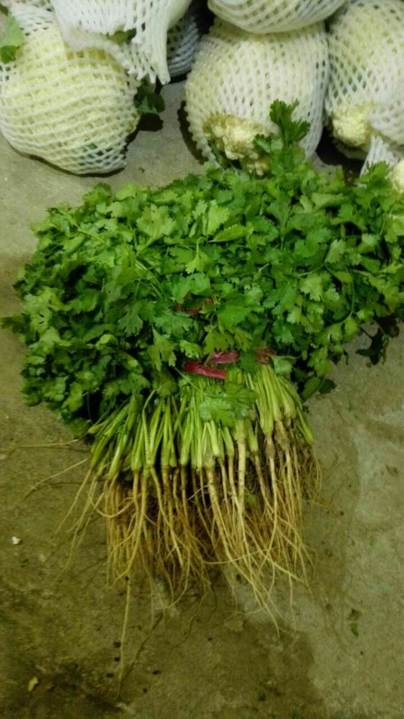 白花菜散装