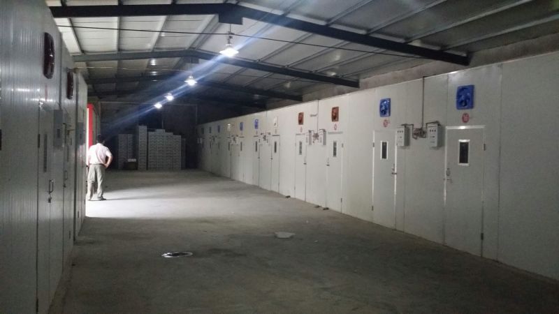 扬州大白鹅苗250g以上