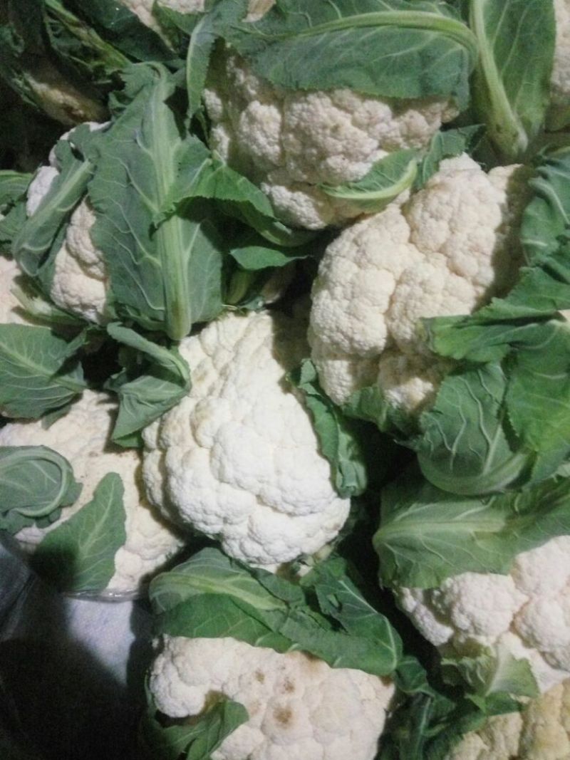 白花菜包装
