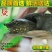 生态甲鱼2.5~3斤
